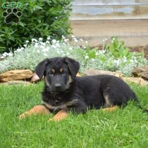 Kallie, German Shepherd Puppy