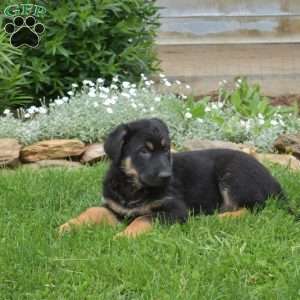 Kallie, German Shepherd Puppy