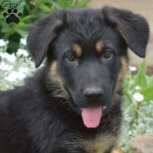 Kallie, German Shepherd Puppy