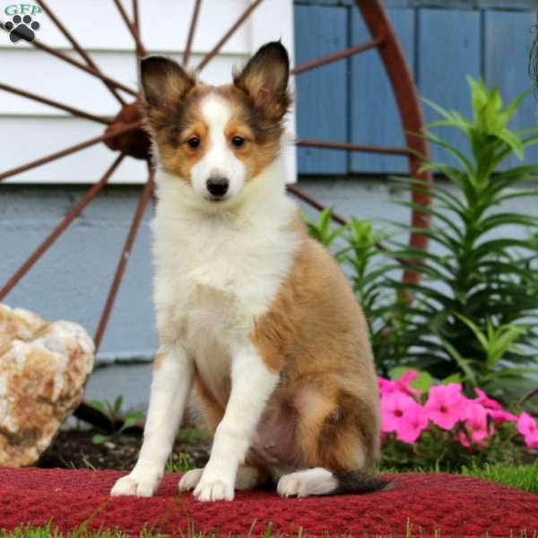 Kameron, Sheltie Puppy