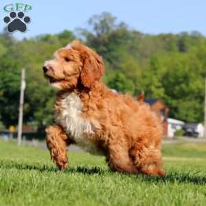 Kane, Goldendoodle Puppy