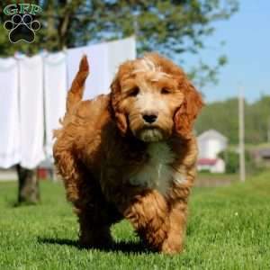 Kane, Goldendoodle Puppy
