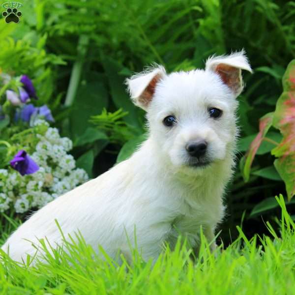 Kara, West Highland Terrier Puppy