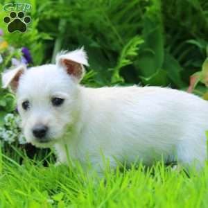 Kara, West Highland Terrier Puppy