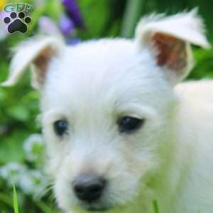 Kara, West Highland Terrier Puppy