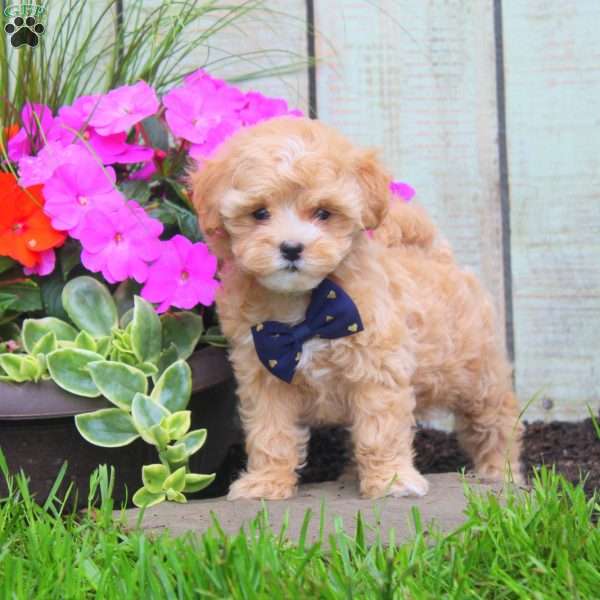 Karen, Maltipoo Puppy