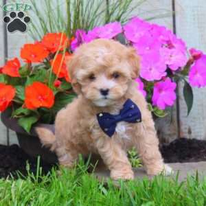 Karen, Maltipoo Puppy