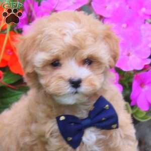Karen, Maltipoo Puppy