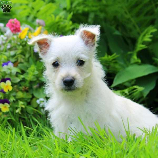 Kari, West Highland Terrier Puppy