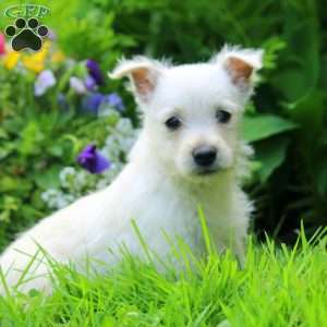 Kari, West Highland Terrier Puppy