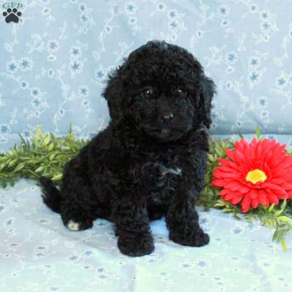 Karla, Miniature Poodle Puppy