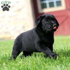 Karla, Black Labrador Retriever Puppy