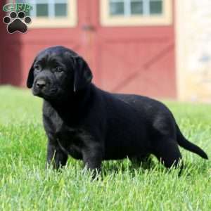 Karla, Black Labrador Retriever Puppy