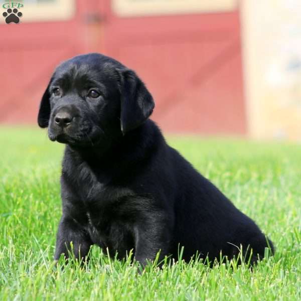 Karla, Black Labrador Retriever Puppy
