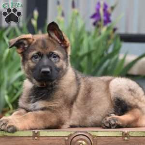 Karson, German Shepherd Puppy