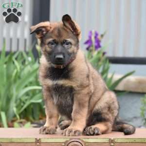 Karson, German Shepherd Puppy