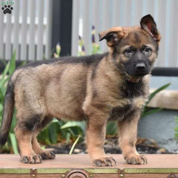 Karson, German Shepherd Puppy
