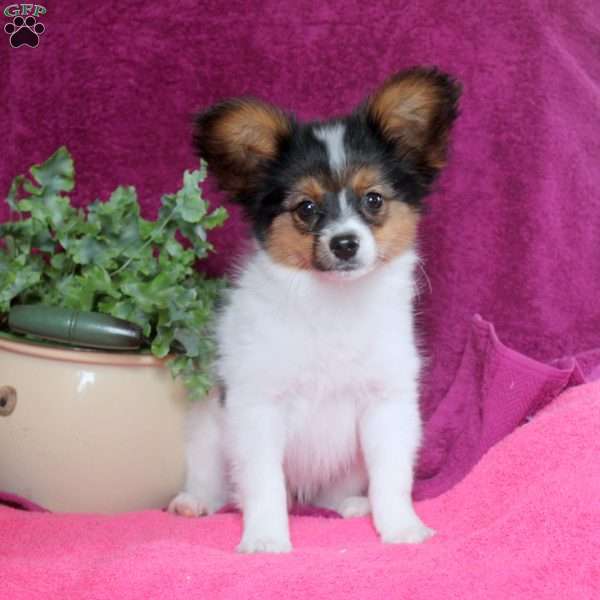 Karter, Papillon Puppy