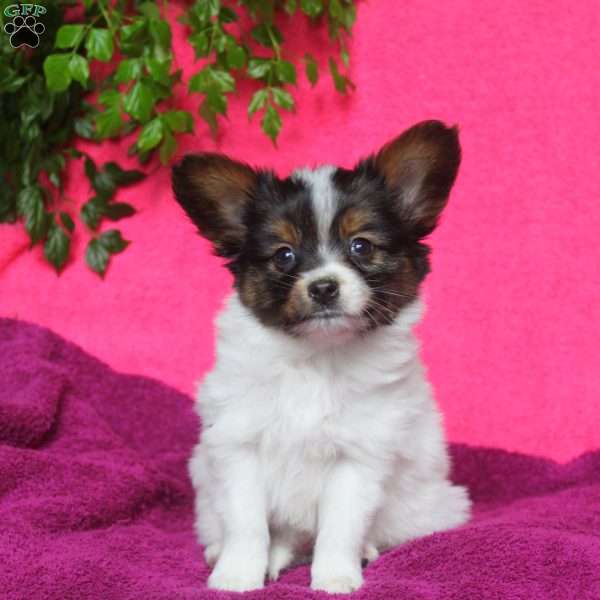 Karter, Papillon Puppy