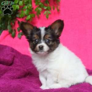 Karter, Papillon Puppy