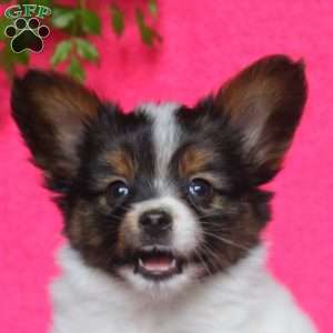 Karter, Papillon Puppy