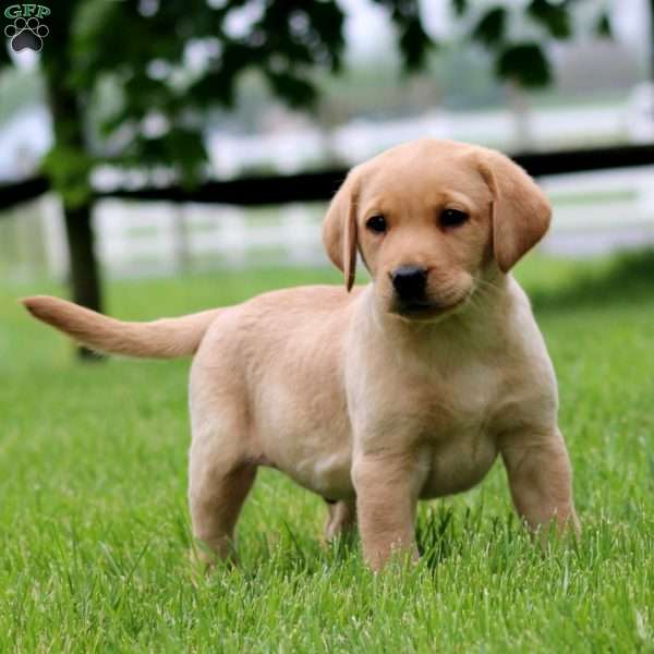 Karter, Fox Red Labrador Retriever Puppy