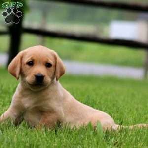 Karter, Fox Red Labrador Retriever Puppy