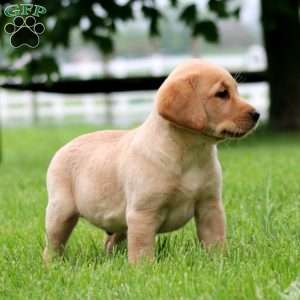 Karter, Fox Red Labrador Retriever Puppy