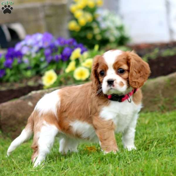 Kassie, Cavalier King Charles Spaniel Puppy