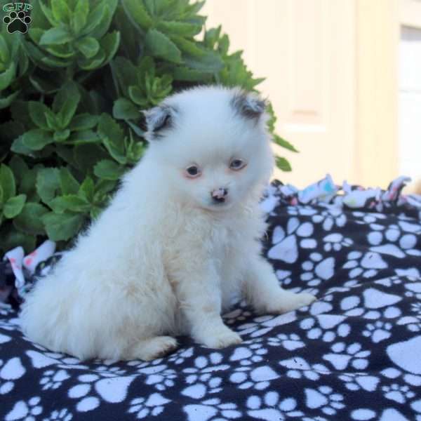 Kate, Pomeranian Puppy