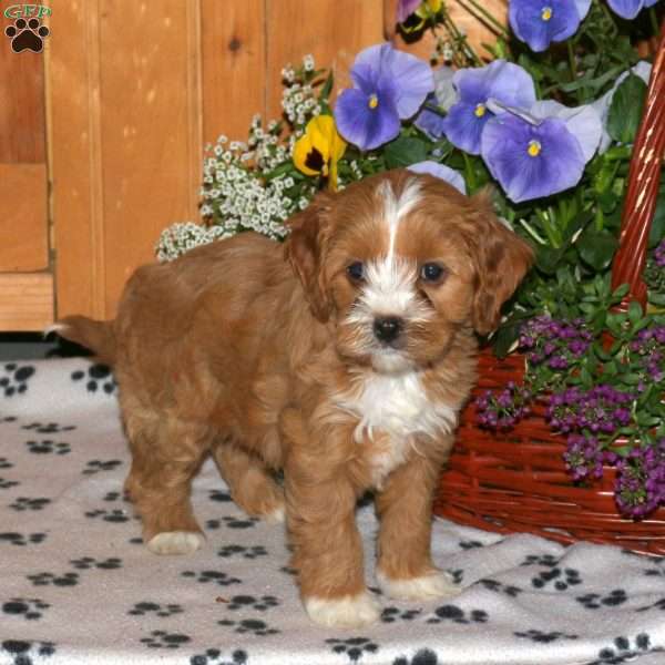 Kate, Cavapoo Puppy