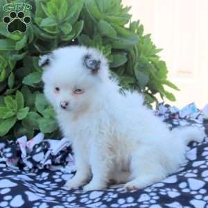 Kate, Pomeranian Puppy