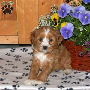 Kate, Cavapoo Puppy