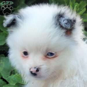 Kate, Pomeranian Puppy