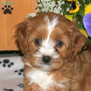 Kate, Cavapoo Puppy