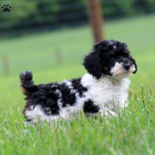 Kathy, Miniature Poodle Puppy