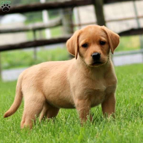 Kathy, Fox Red Labrador Retriever Puppy