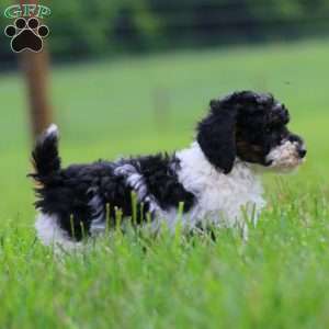 Kathy, Miniature Poodle Puppy