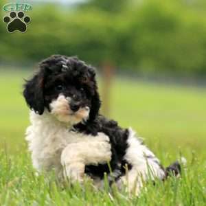 Kathy, Miniature Poodle Puppy