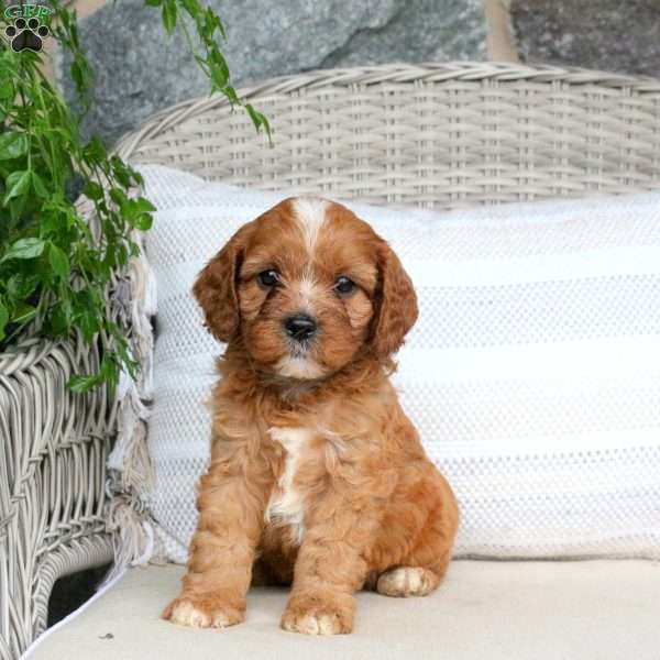 Kayden, Cavapoo Puppy