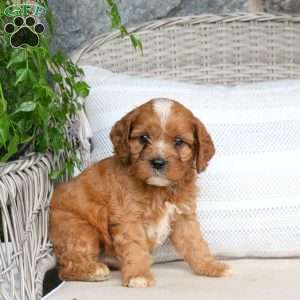 Kayden, Cavapoo Puppy