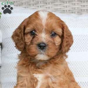Kayden, Cavapoo Puppy