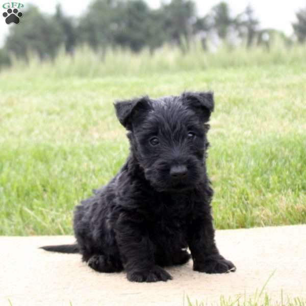 Kayden, Scottish Terrier Puppy