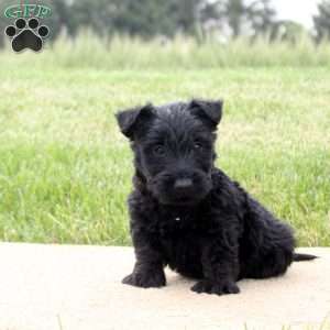 Kayden, Scottish Terrier Puppy