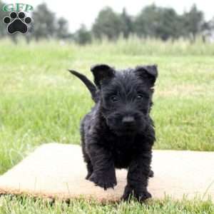 Kayden, Scottish Terrier Puppy
