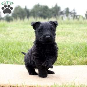 Kayden, Scottish Terrier Puppy