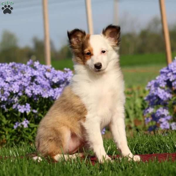 Kaye, Sheltie Puppy