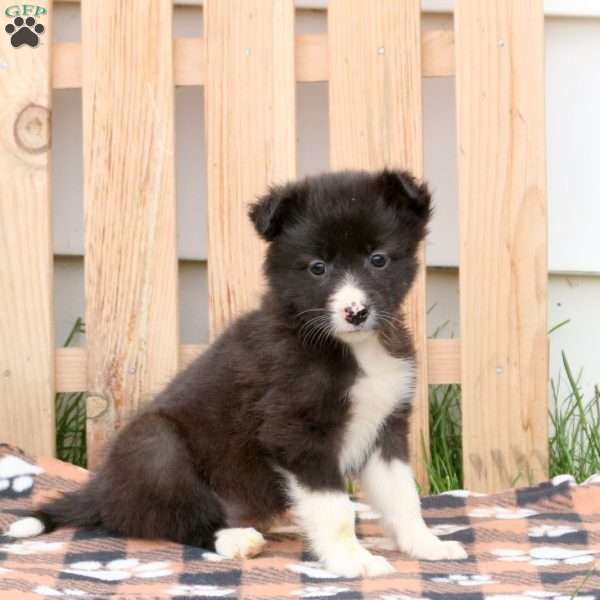 Kayla, Border Collie Mix Puppy
