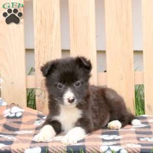 Kayla, Border Collie Mix Puppy