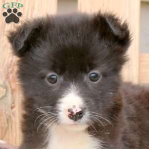 Kayla, Border Collie Mix Puppy